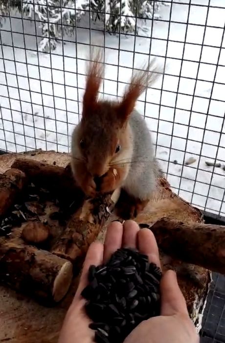Продам белки вольерные полуручные