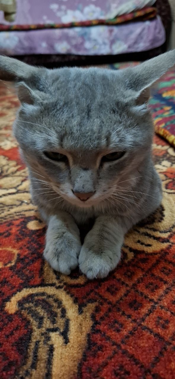 Britaniya shinshila zoti