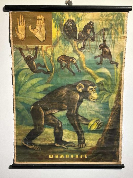 Соц Учебни Плакати Постери Биология