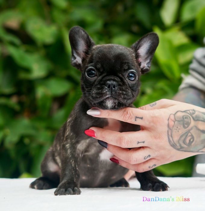 Bulldog francez cu pedigree - fetita