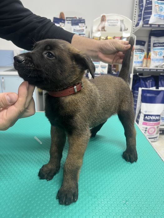 Ciobanesc belgian malinois