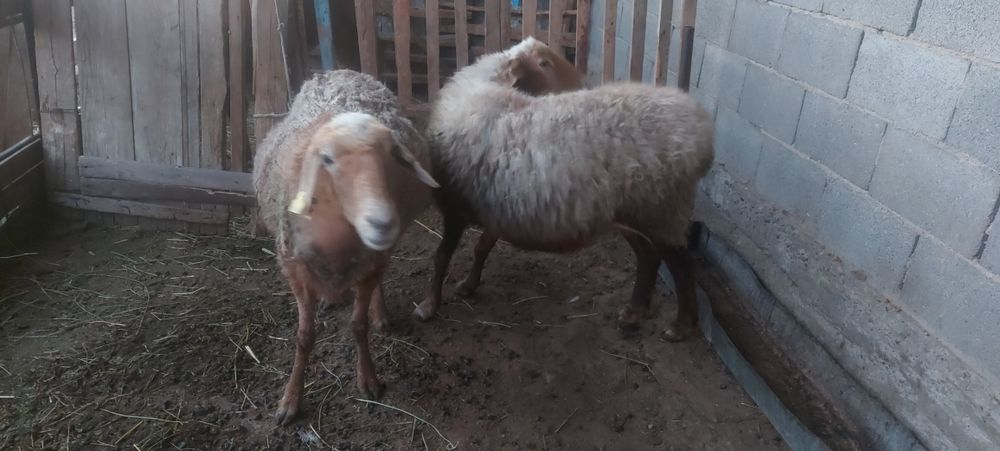 Қой сатылады/ продам баран