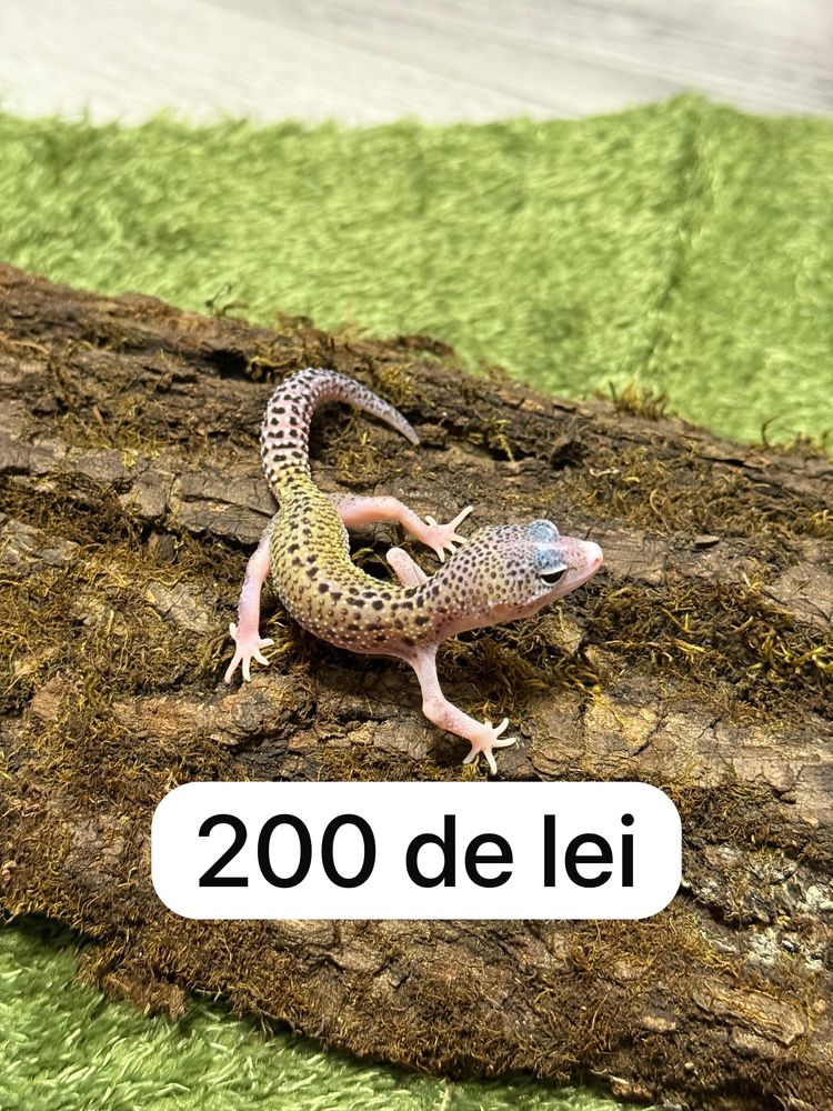 Soparla Gecko Leopard