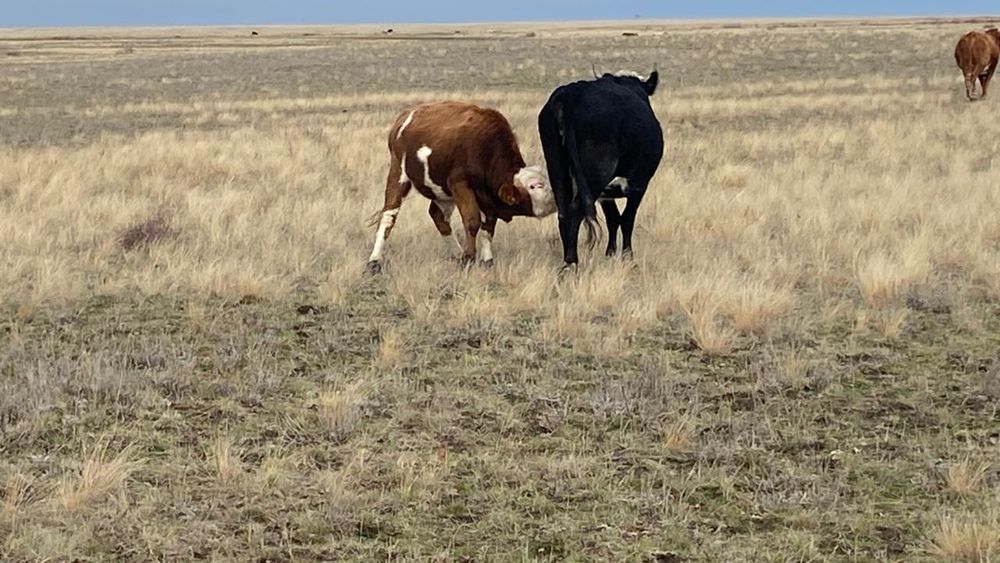 Подсос бұқашықтар сатылады 2еуі бар осындай