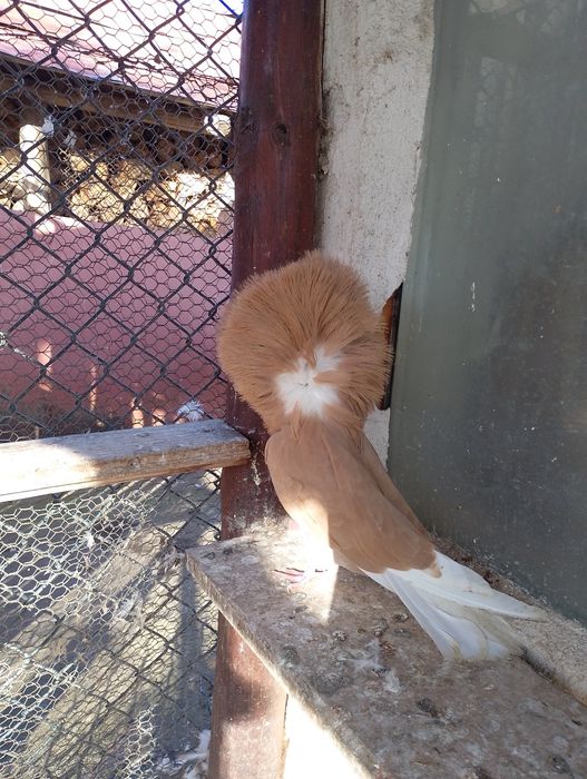 Гълъби Якалии Самоков