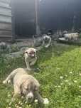 Caini rasa kangal
