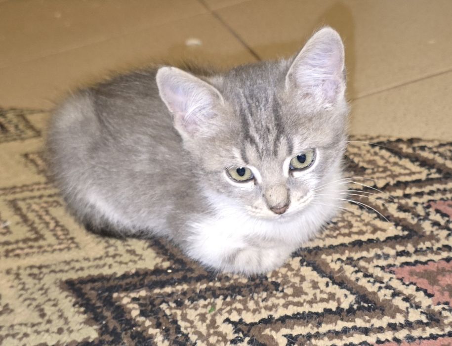 Котетата са Сиво-сребристи със сини очи и Тигрови със златисти очи!