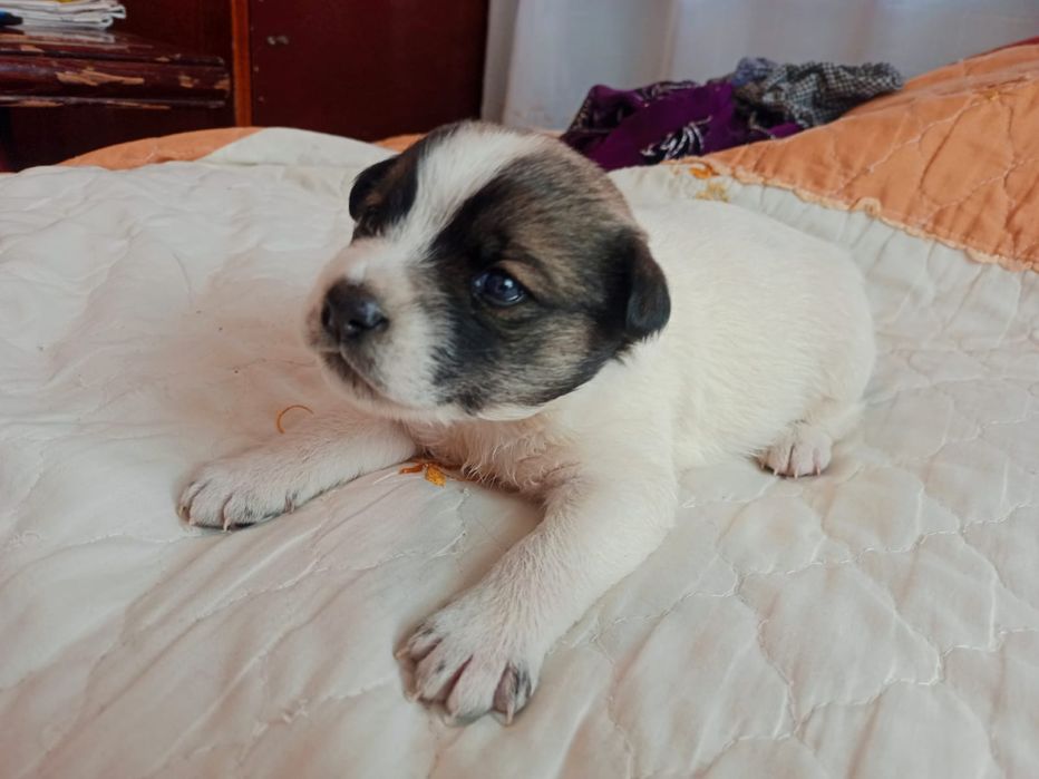 Срочно ищет дом щенок- мальчик