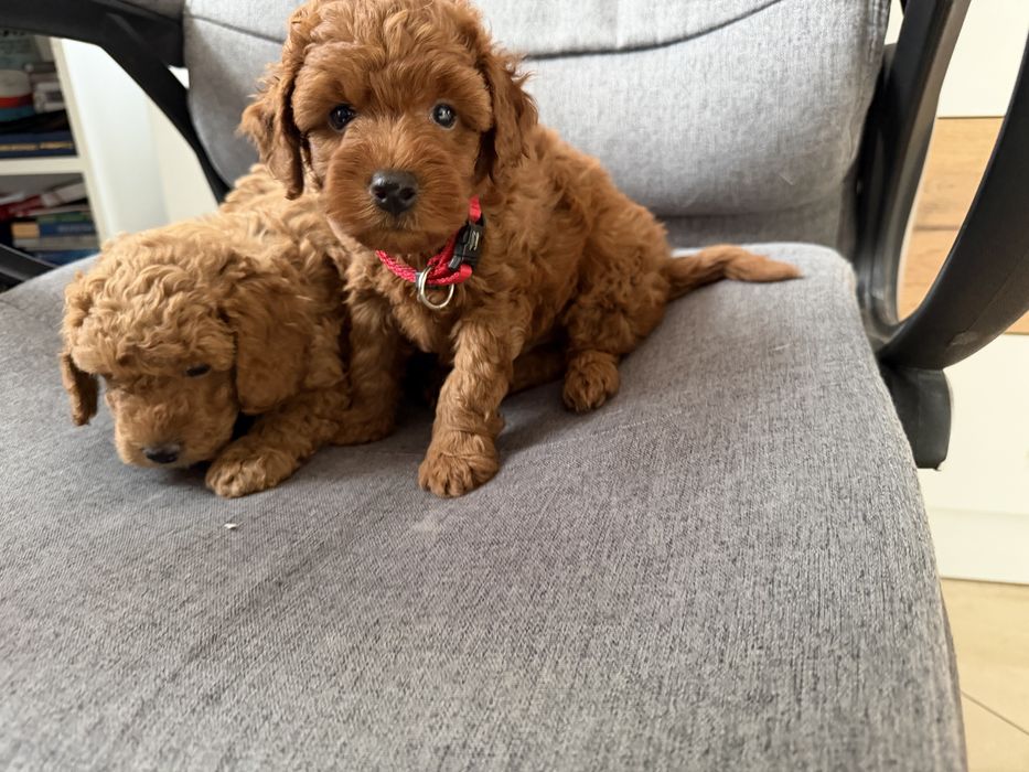 Мини пудели актуално от 31.10.2025