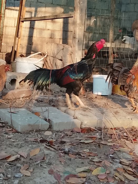 Дакан 2та пара тухумда