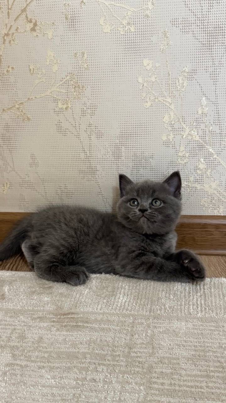 Котенок страйт/Фолд