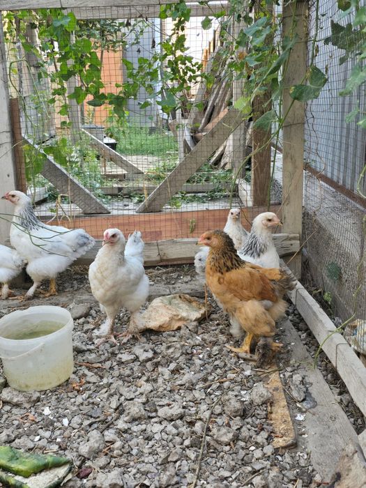 Куры продам брама