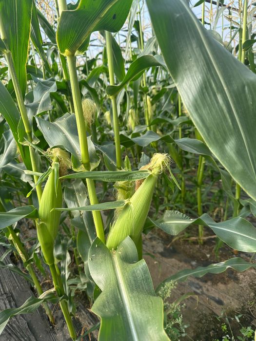 Porumb zaharat DESERT