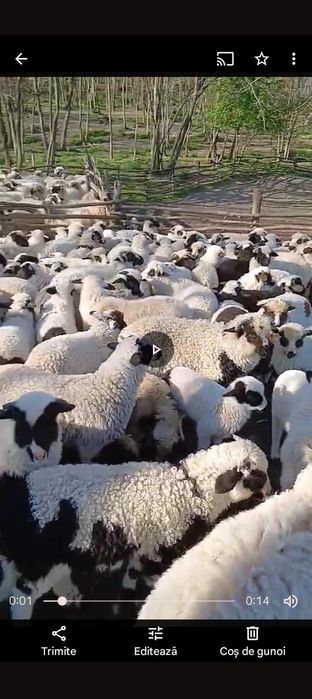 Vând miei mari Vând miei Mari Vând miei Mari  greutate 27-30