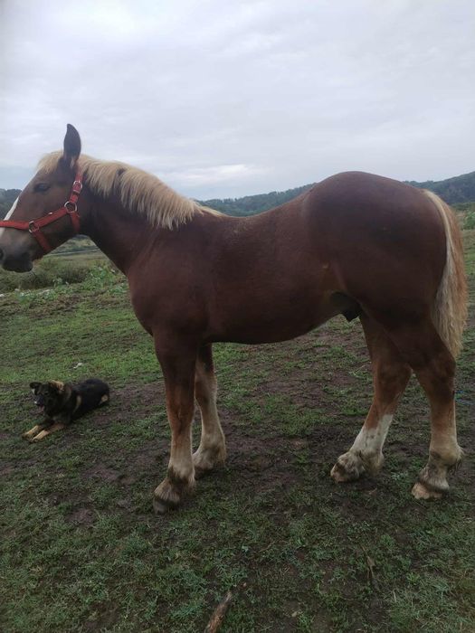 Manz, cal, armasar, harmasar de 6 luni