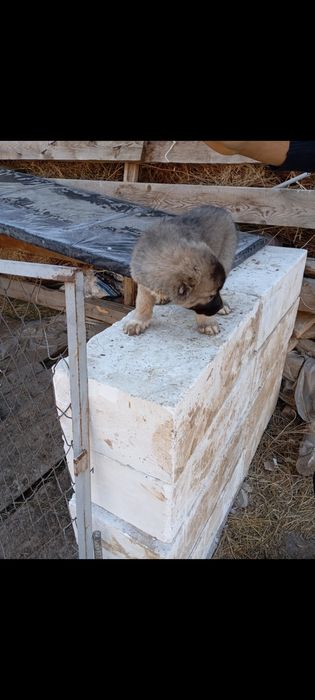 Alabay gidik sotiladi