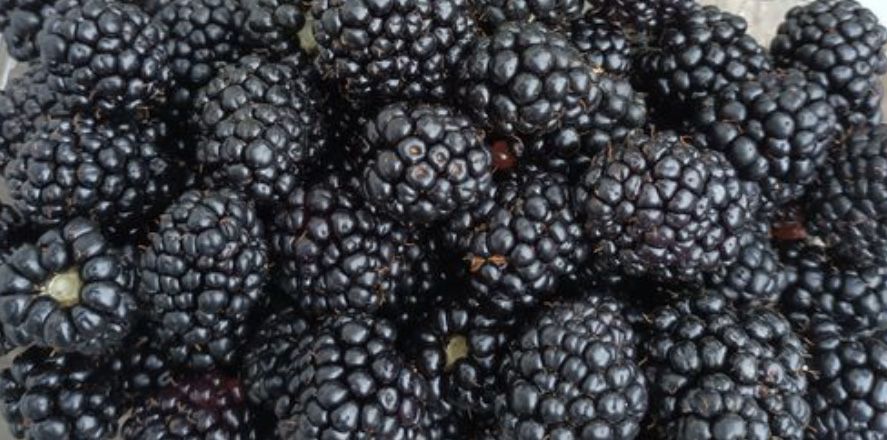 Butasi mure  de soi mare si productiv iunie-nov