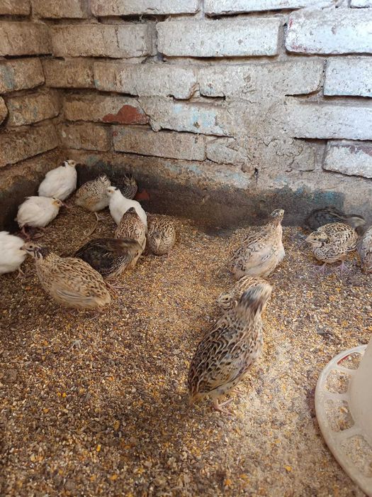 Prepelite de 5 săptămâni