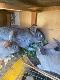 Кролики Фландр от 2-х месяцев