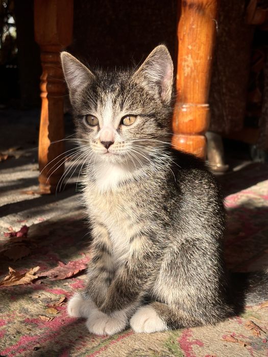 Чудесные котята в надежные руки