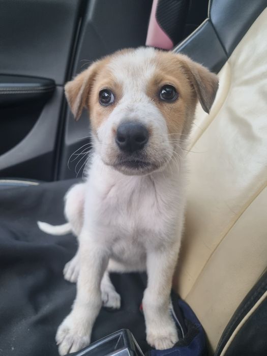 Donez catelusa de 3 luni