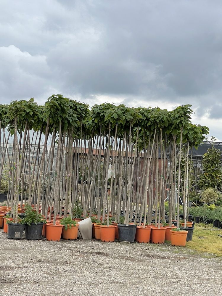 Plantanii , catalpa , tuia smarald , columna , etc .