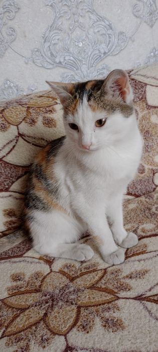 Отдаю бесплатно кошку