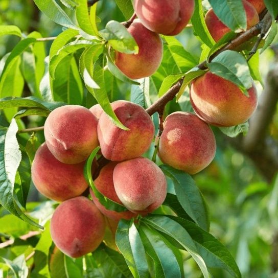 Pomi Fructiferi La Ghiveci (Piersic )