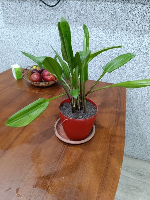 Цветок дримиопсис пятнистый.