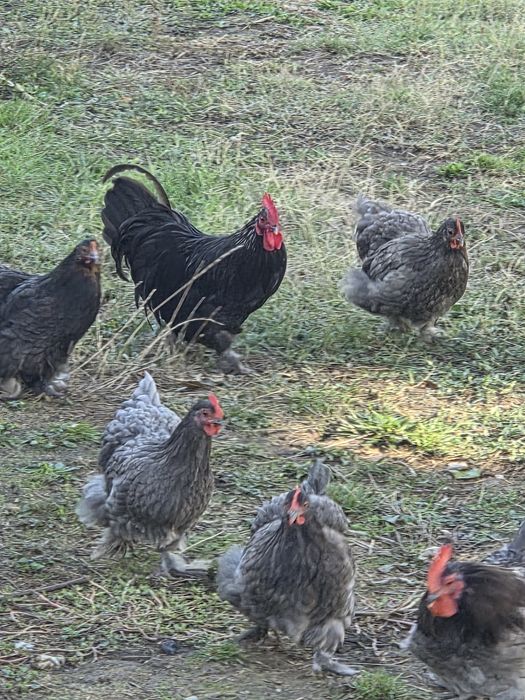 Găinii și cocoșii de vânzare.