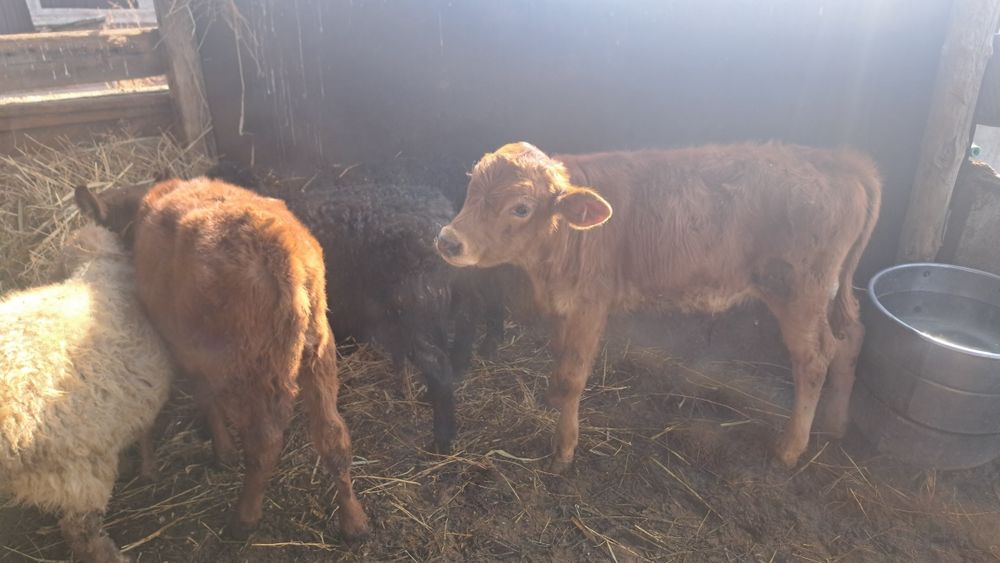 Бычок бычки бычата теленок телята подсосы бызау еркек бызау бызаулар