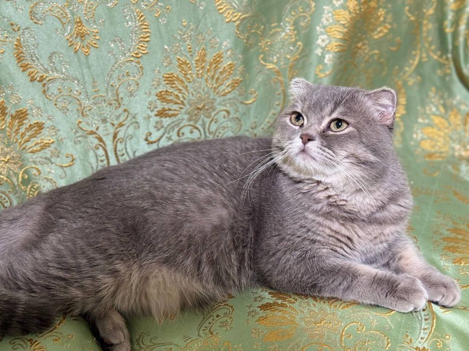 Skottsh Fold ogil bola