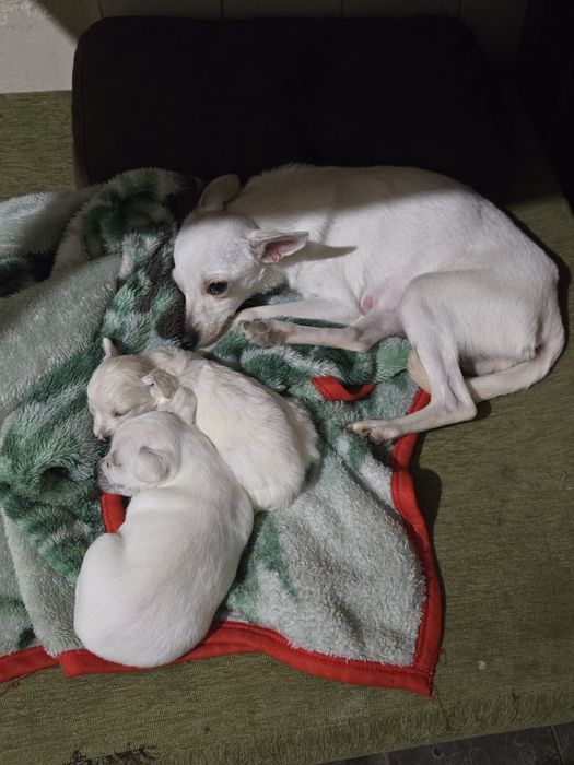 Подарявам, осиновяван