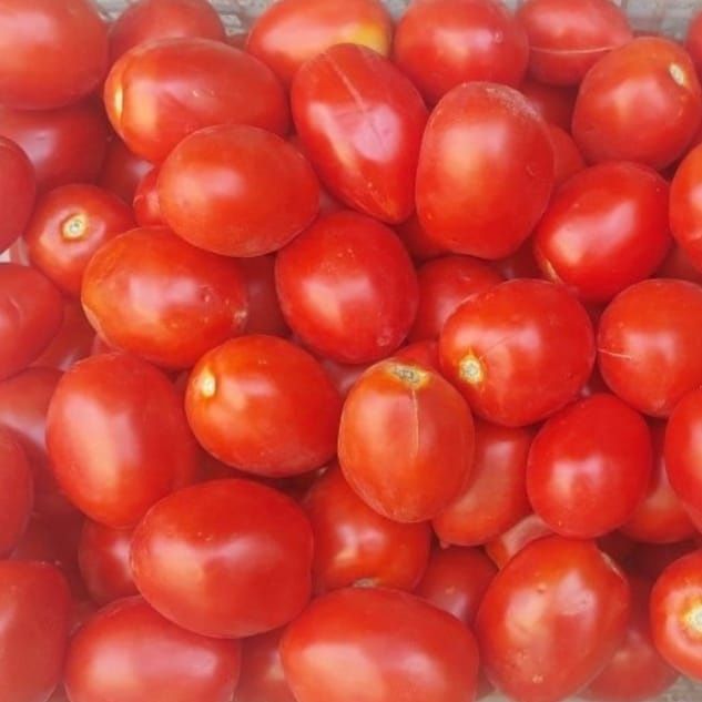 Продам помидоры новичек