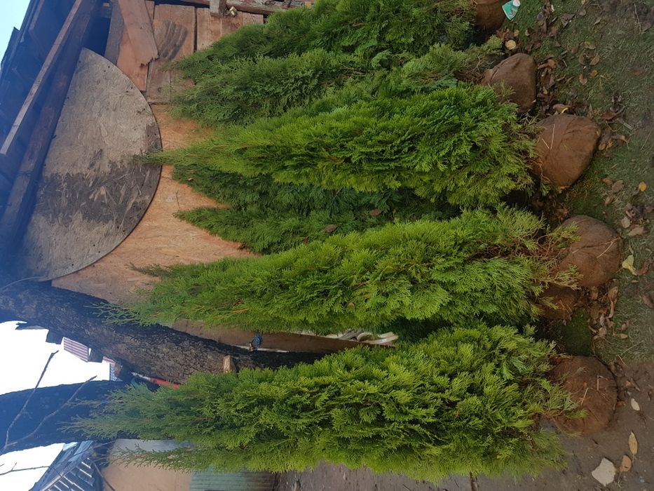 Tuia smarald gazon rulou si multe alte speci de plante