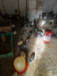 Pui de Australorp negru de 5-6 săptămâni