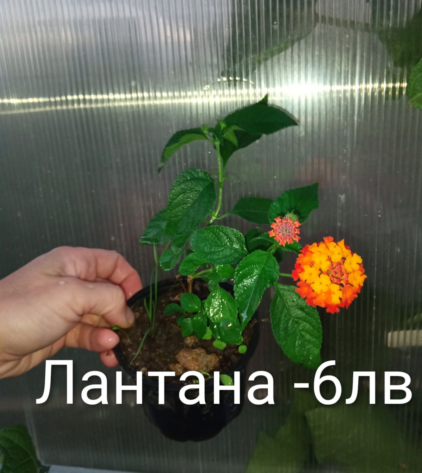 Аранжировки цветя за двора и стайни . Цени на снимките