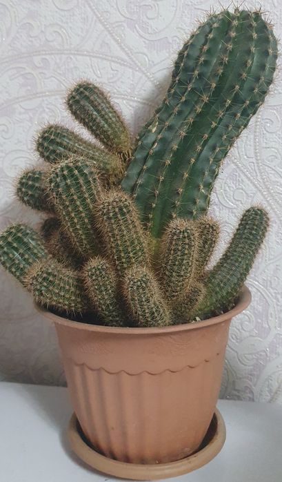 Продам кактус с детками