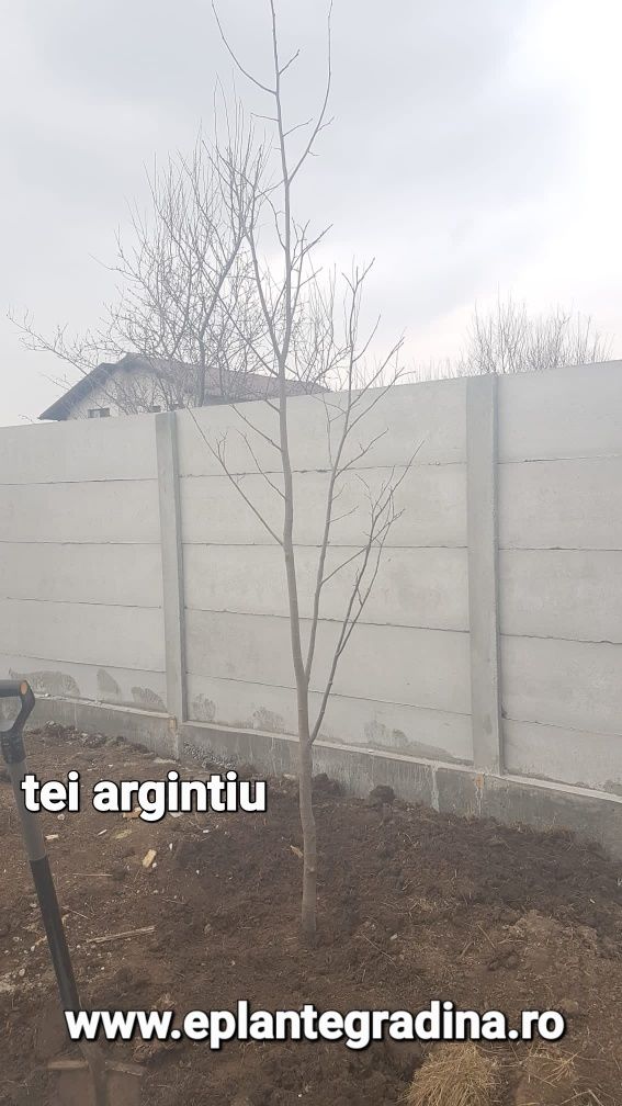 Tuia /Magnolia/mesteacăn/tei argintiu/brazi