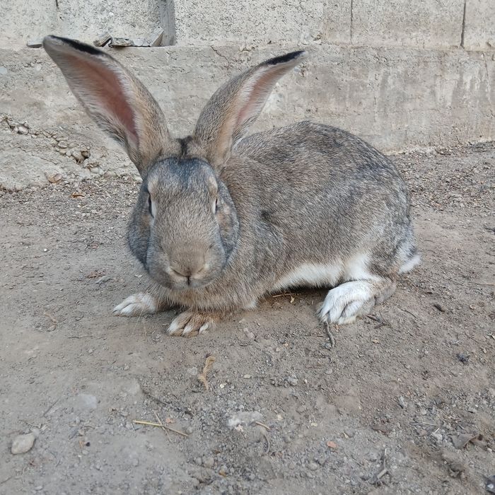 Quyon sotiladi, Jinsi: Sames, Fargʻona Yormazorda