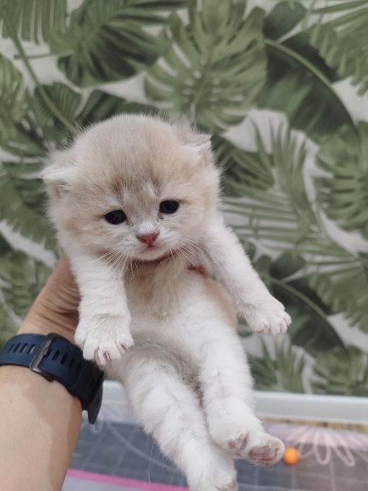 Чистокровные милые здоровые малыши