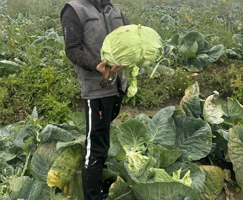 Vând varză Românească