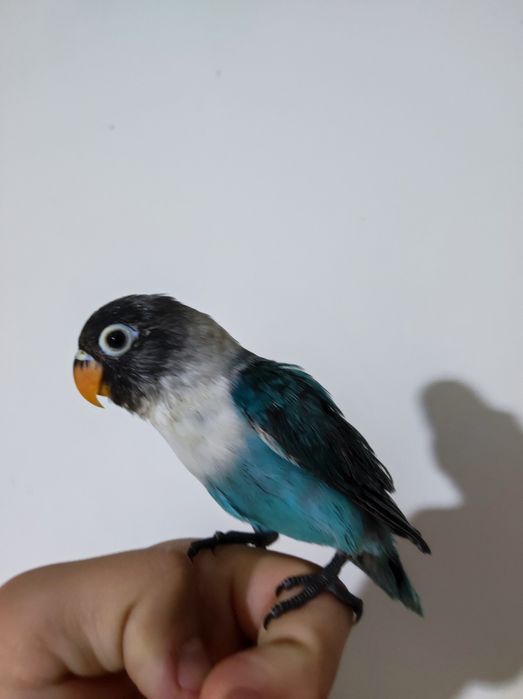 Nerazluchka ruchnoy sotiladi