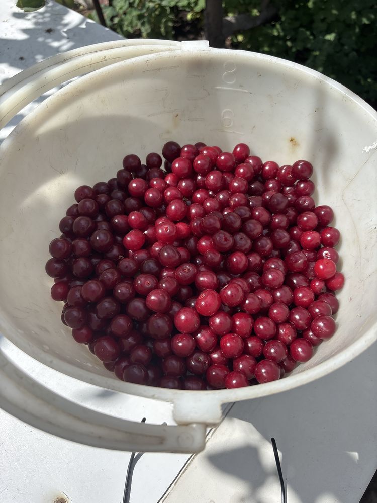 Продам спелую дачную вишню