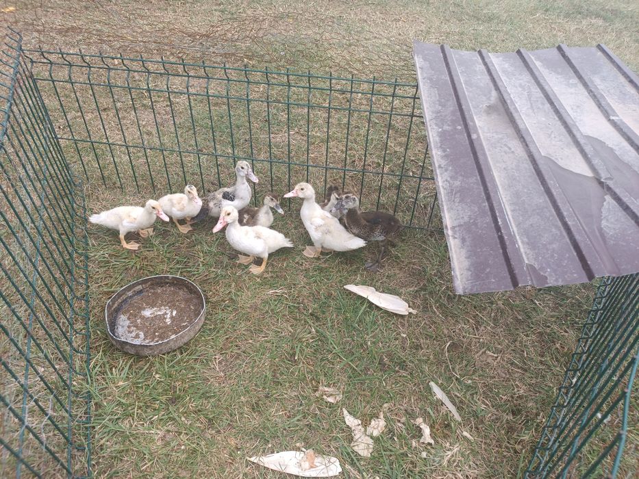 Vând boboci de rata mută