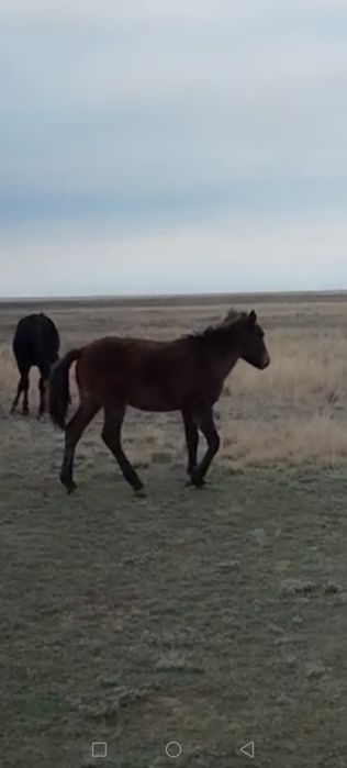 Жабагы сатылады.