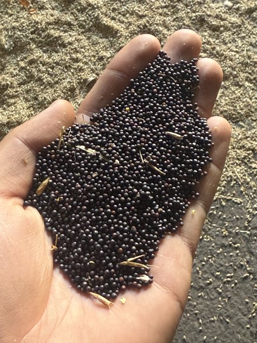 продам рапс около десяти тонн сухой