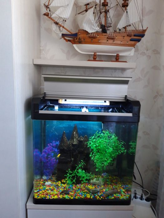 Продам аквариум с рыбками. Размер 40×60. Цена 50000