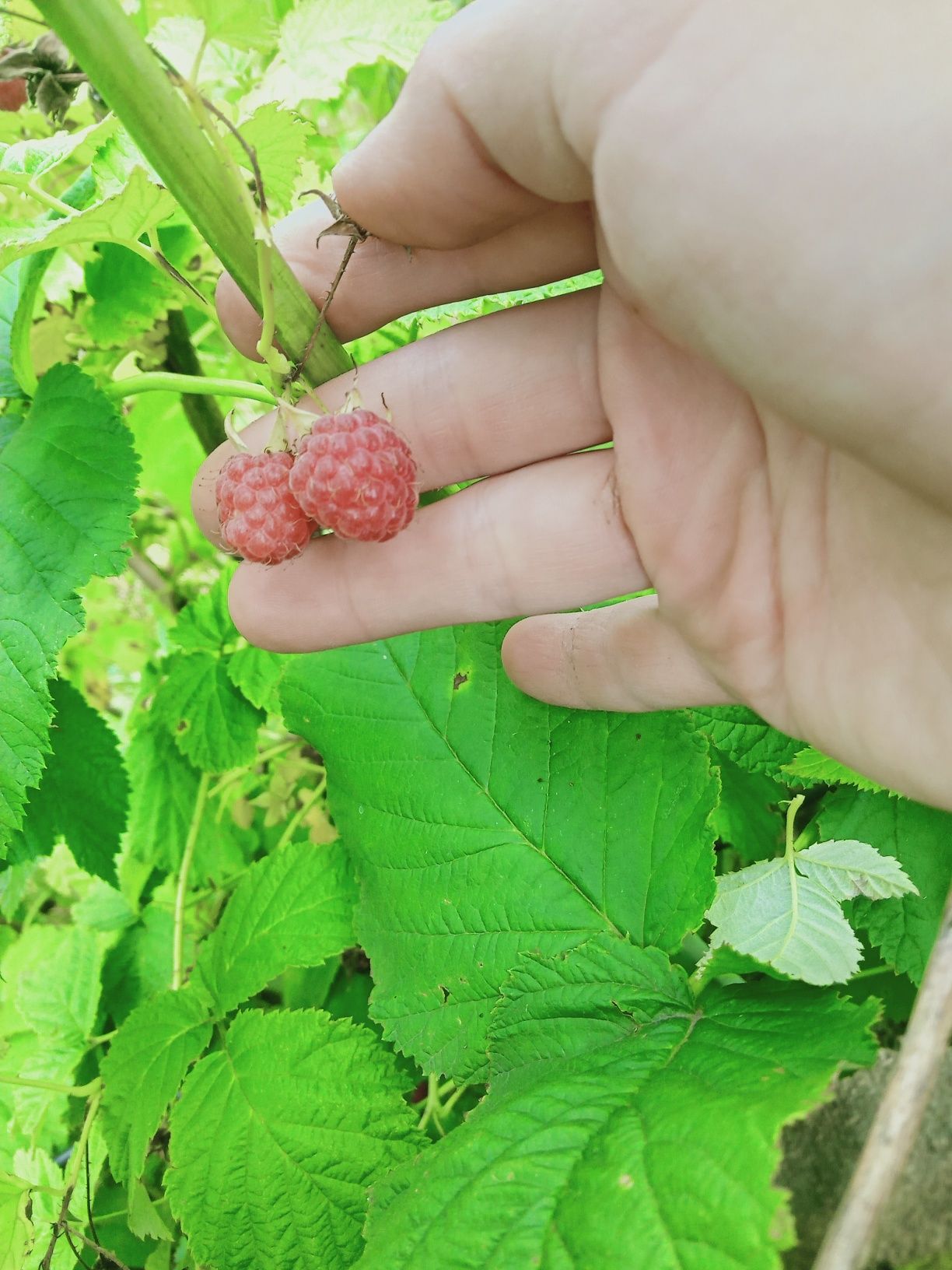 Срочно продам ухоженную дачу