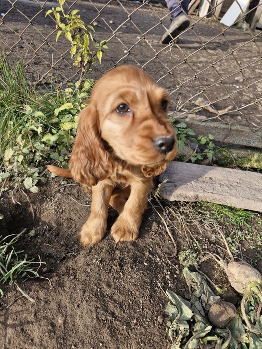 Disponibili căței de rasa cocker spaniel